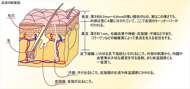 3層構造になっている！お肌のしくみ